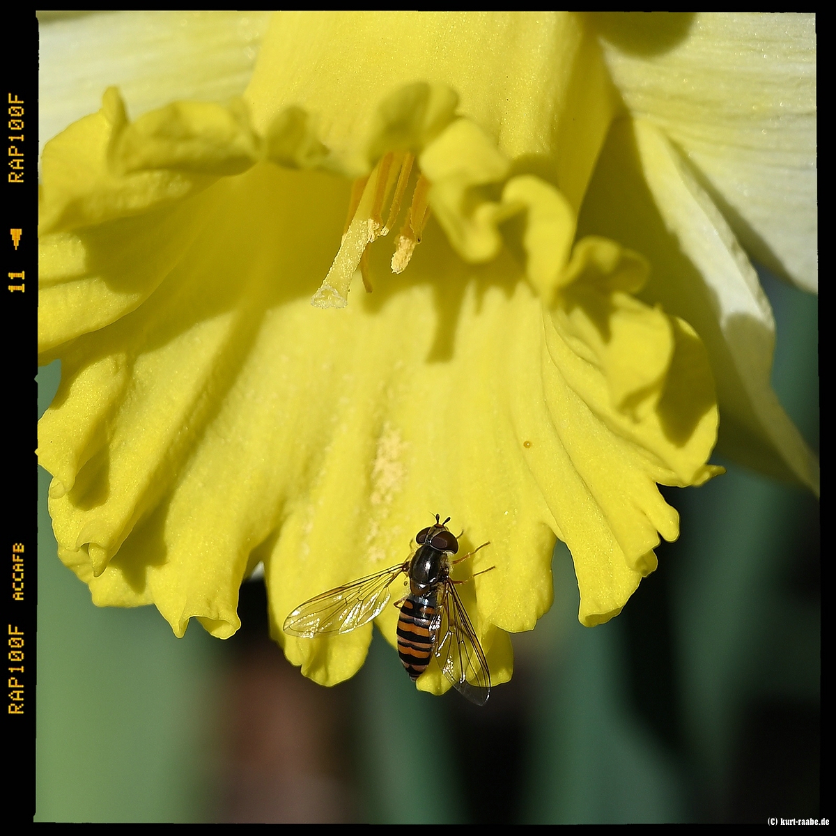 ckurt-raabe.deKRZ_0038_1.jpg