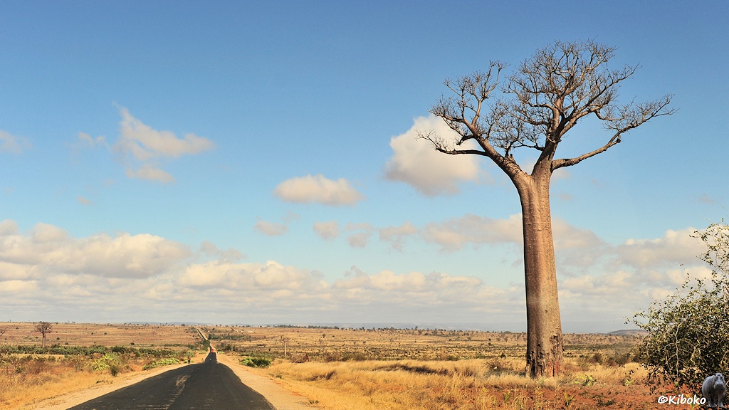 Das Bild zeigt eine schwarze Teerstraße die gerade ins das Bild fürht. Die Straße führt über eine fast baumlose gelbliche Ebene. Am rechten Bildrand steht einer hoher, laubloser Baum mit einen hohen, schlanken Stamm.