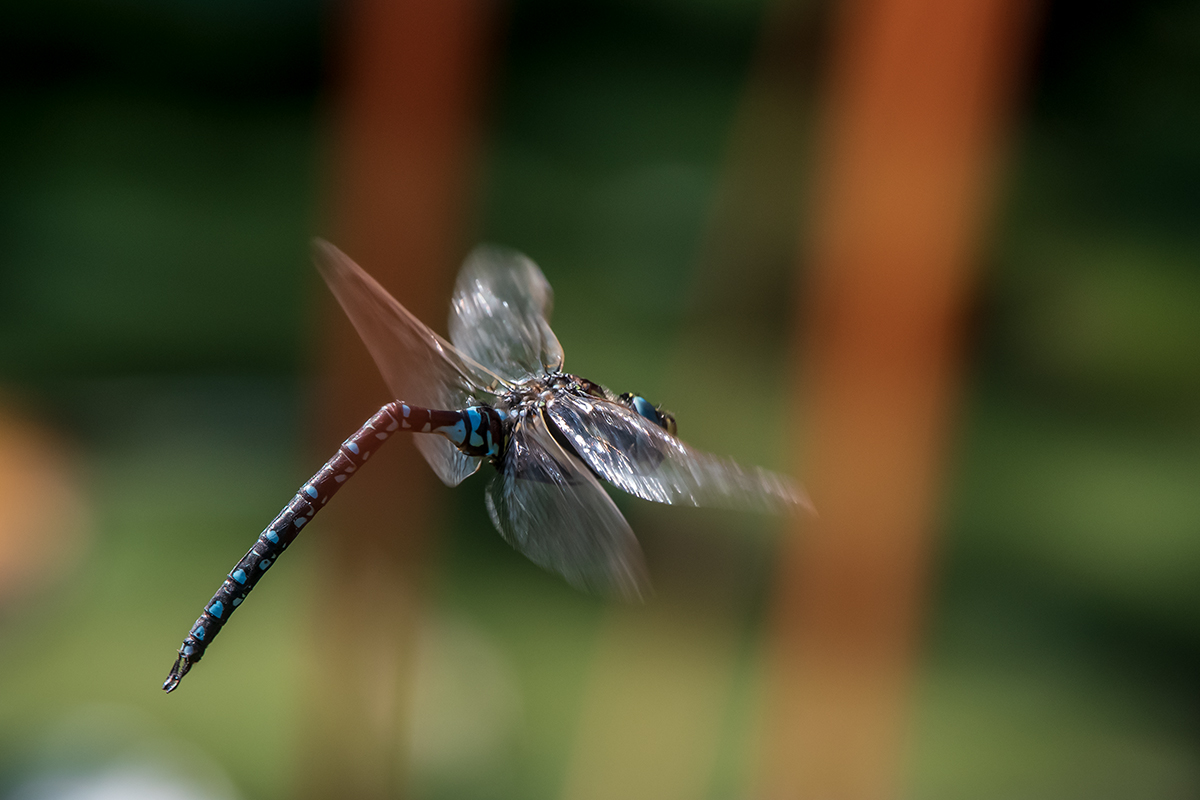 20200916_D500_2111NF.jpg