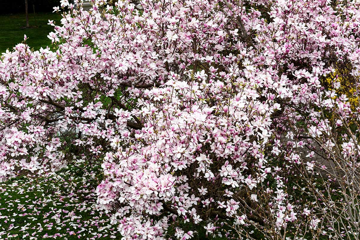 20170401_D810_1359NF.jpg