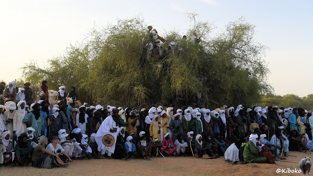 Das Bild zeigt die Zuschauer am linken Rand der Arena. Die Männer trage weiße oder schwarze Turbane. Die erste Reihe hockt. Darunter haben sich auch zwei Touristen gesellt. Dahinter stehen die Männer. Am linken Bildrand sind auch die ersten Dromedarreiter. Im Hintergrund ist ein Baum, in dessen Krone eine Gruppe Männer geklettert ist.