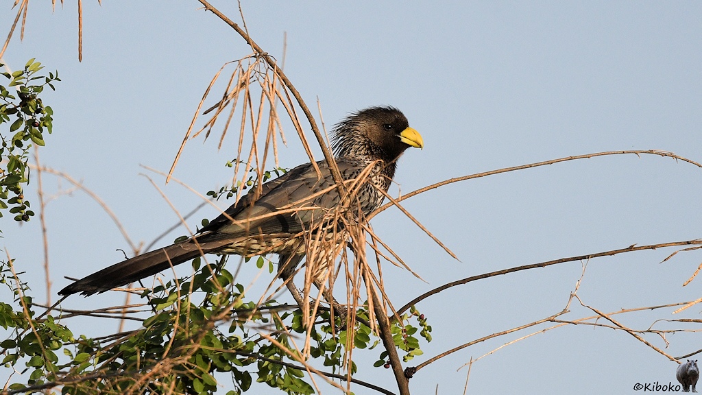Das Bild zeigt einen großen schwarzen Vogel mit langem schwarzen Schwanz, eher kurzen Beinen und einen kurzen aber kräftigen gelben Schnabel.