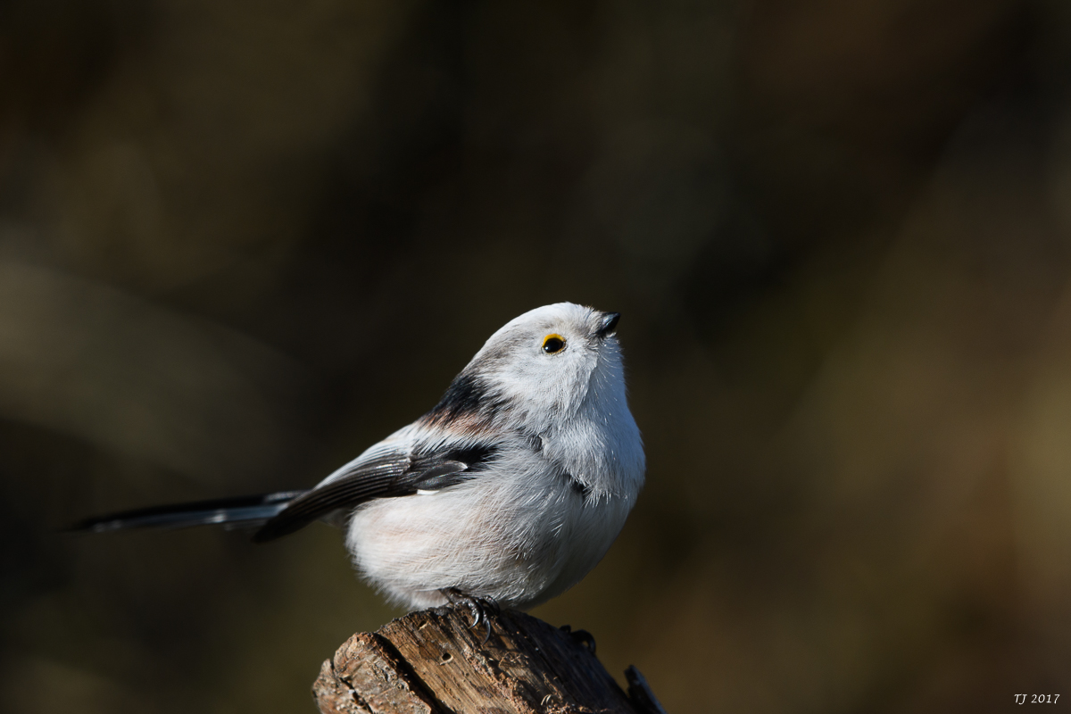 DSC_0691.jpg
