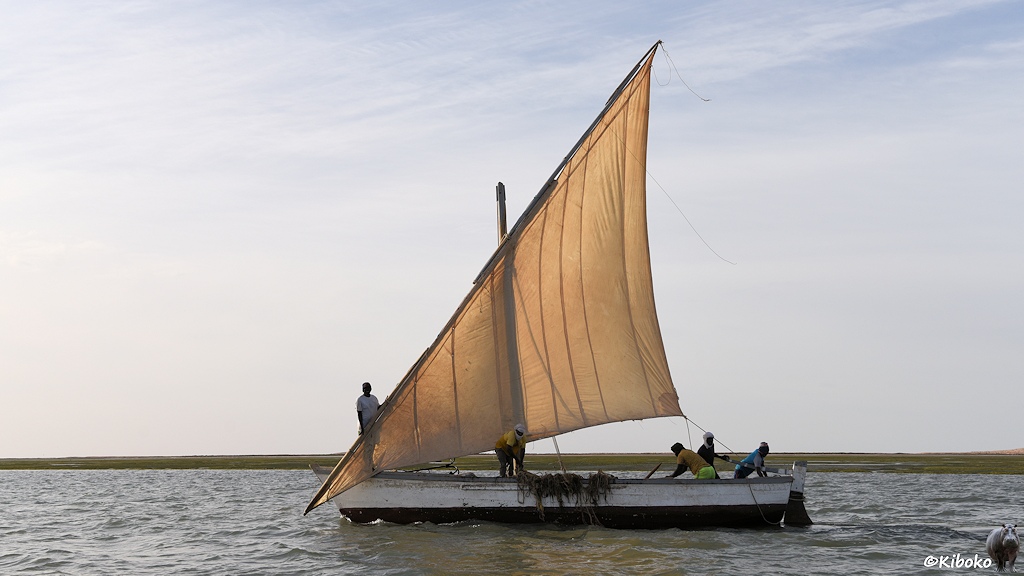 Das Bild zeigt ein Holzboot bis knapp über der Wasserline roten Rumpf. Darüber ist der Rumpf weiß. Ein Fischernetz hängt in Bootsmitte über die Kante. Ein dreieckige, beigefarbenes Segel wird gerde gehisst. Ein Mann steht am Bug. Drei Männer am Heck.