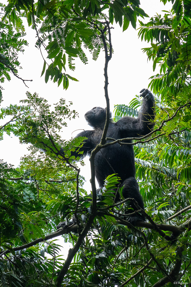 Uganda%201209.jpg