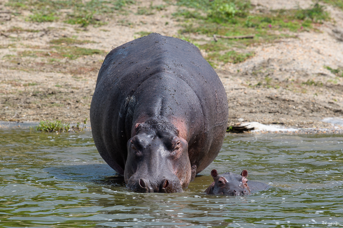 Uganda%200963.jpg