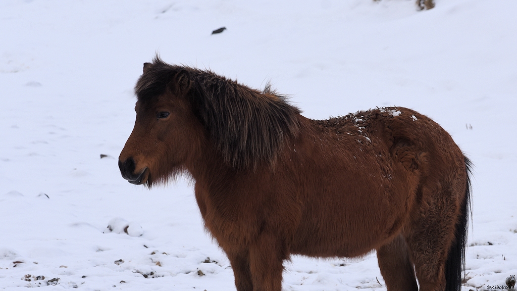 Das Bild zeigt ein Porträt eines rotbraunes Islandpferdes. Das gedrungene Pferd hat ein langes Fell und eine dunkelbraune Mähne mit blonden Streifen. Auf dem Rücken sind einzelne Schneeklumpen im Fell.