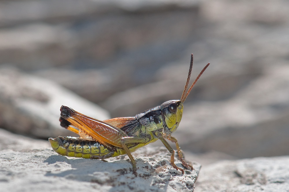podismopsis.jpg