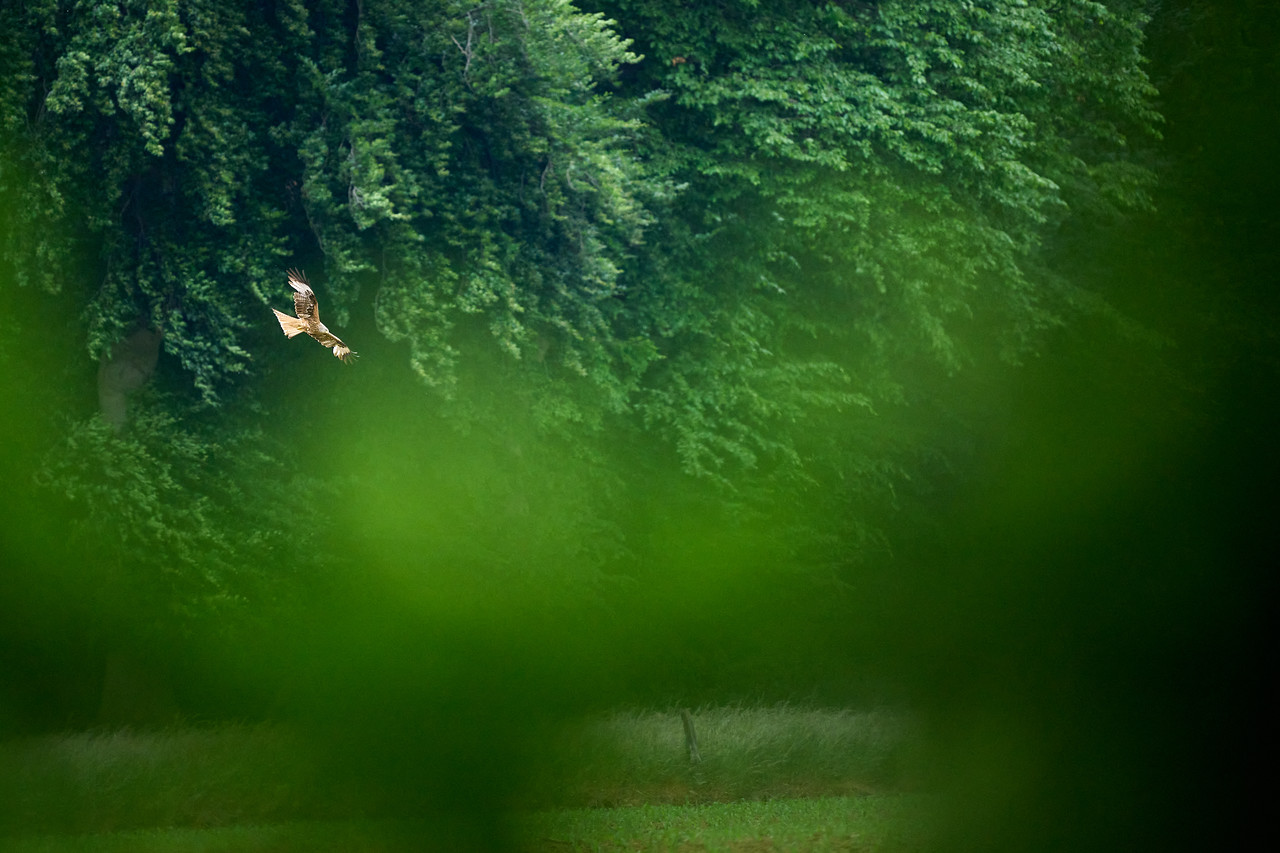 DSC_9581-X2.jpg