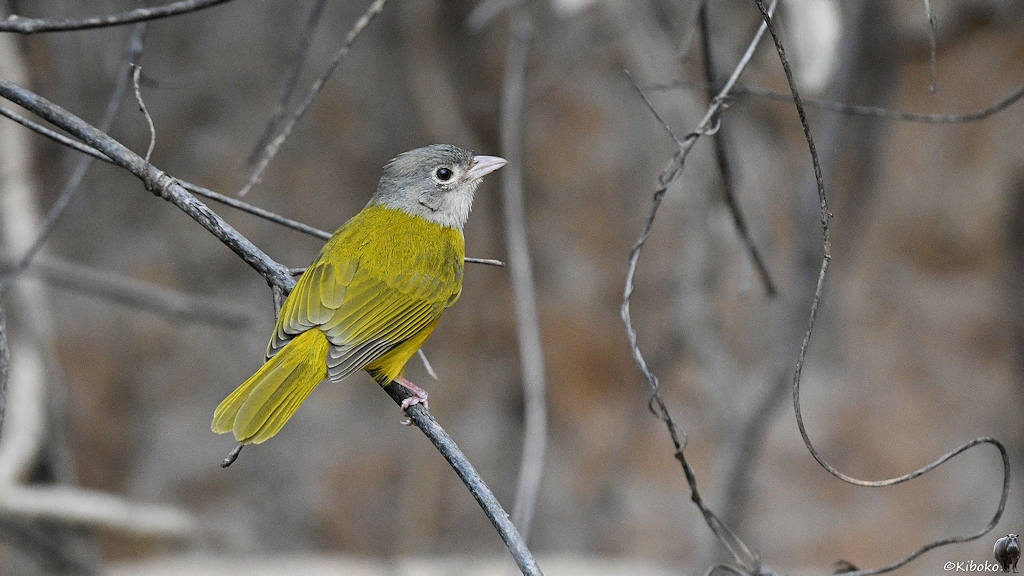 Kleiner, gelber Vogel mit grauem Kopf
