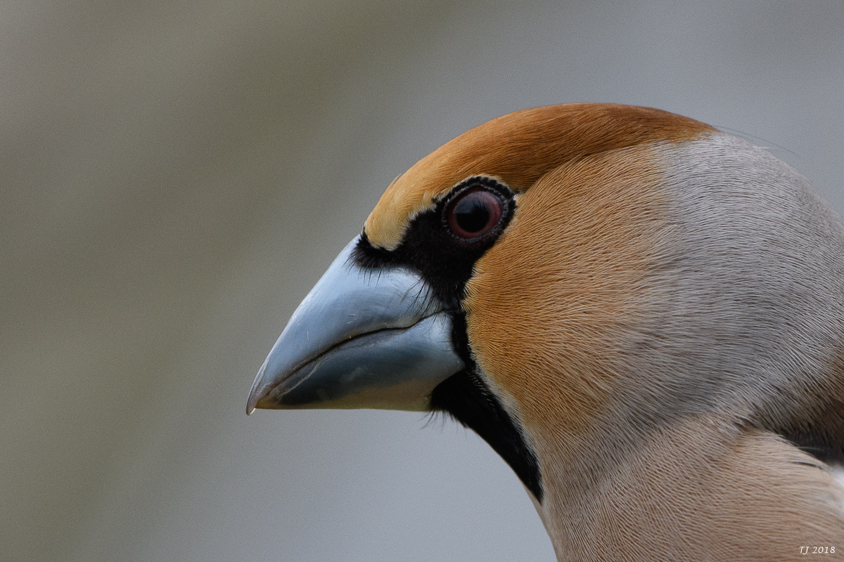 DSC_4914.jpg