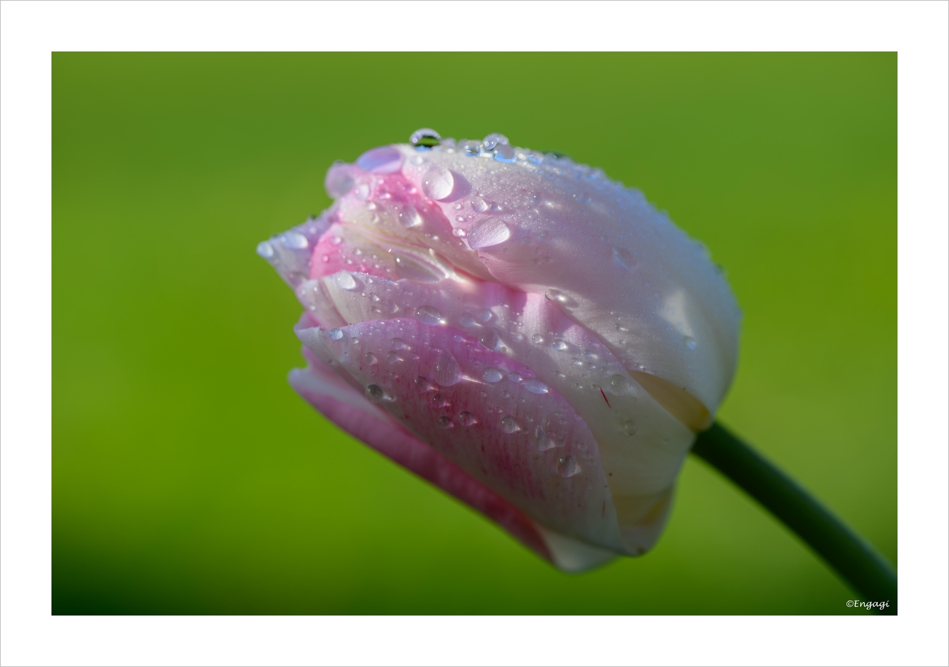 DSC_3539.jpg