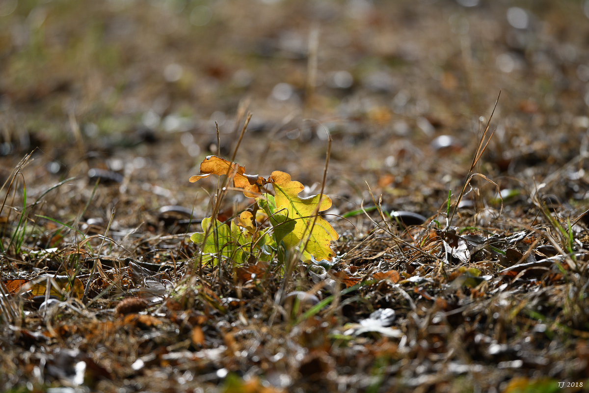 DSC_0730.jpg