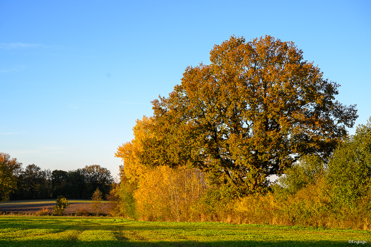 DSC_0695.jpg