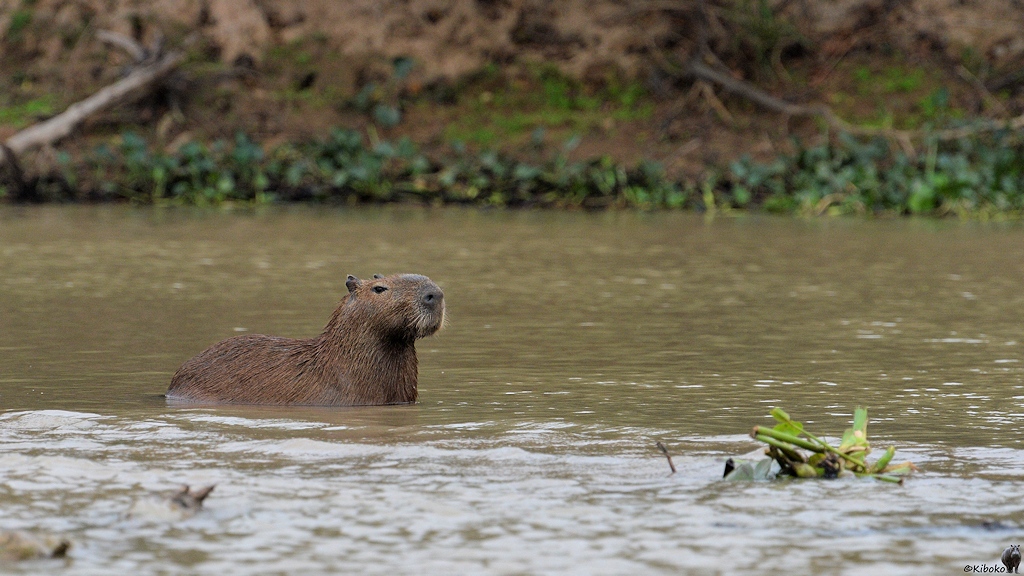 Ein Capybara steht bis zum Bauch im Wasser und beobachtet den Jaguar