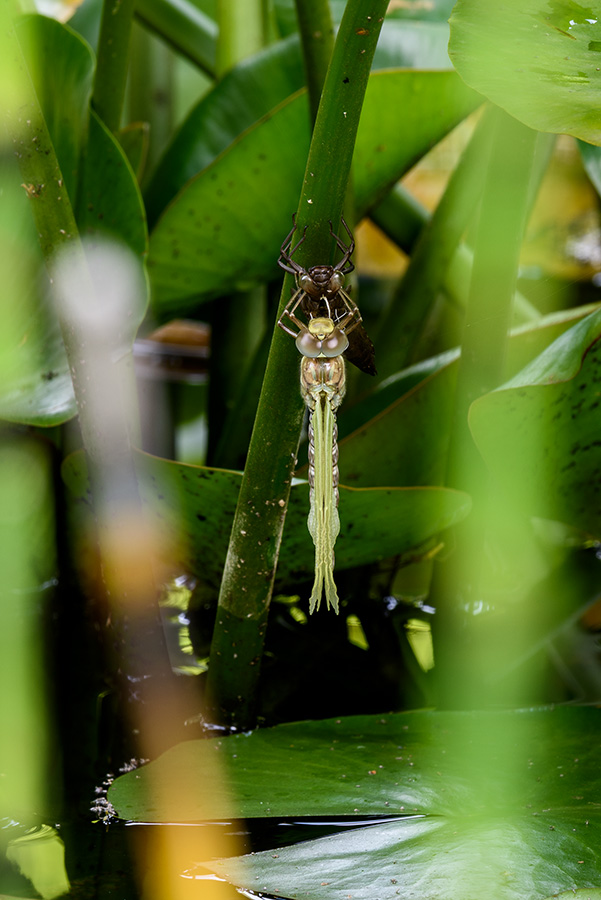 20170813_D810_1268hNF.jpg