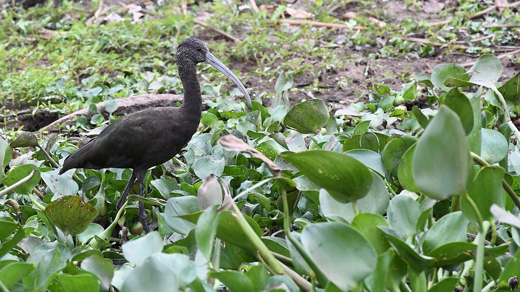 Ein großer grün-bräunlicher Vogel mit langem gebogenen Schnabel steht zwischen den Blättern der Wasserhyzinthe
