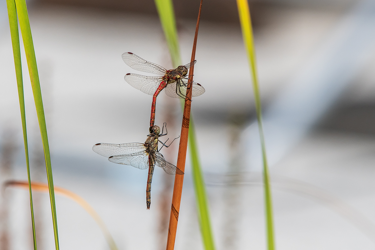 20200911_D500_0701NF.jpg