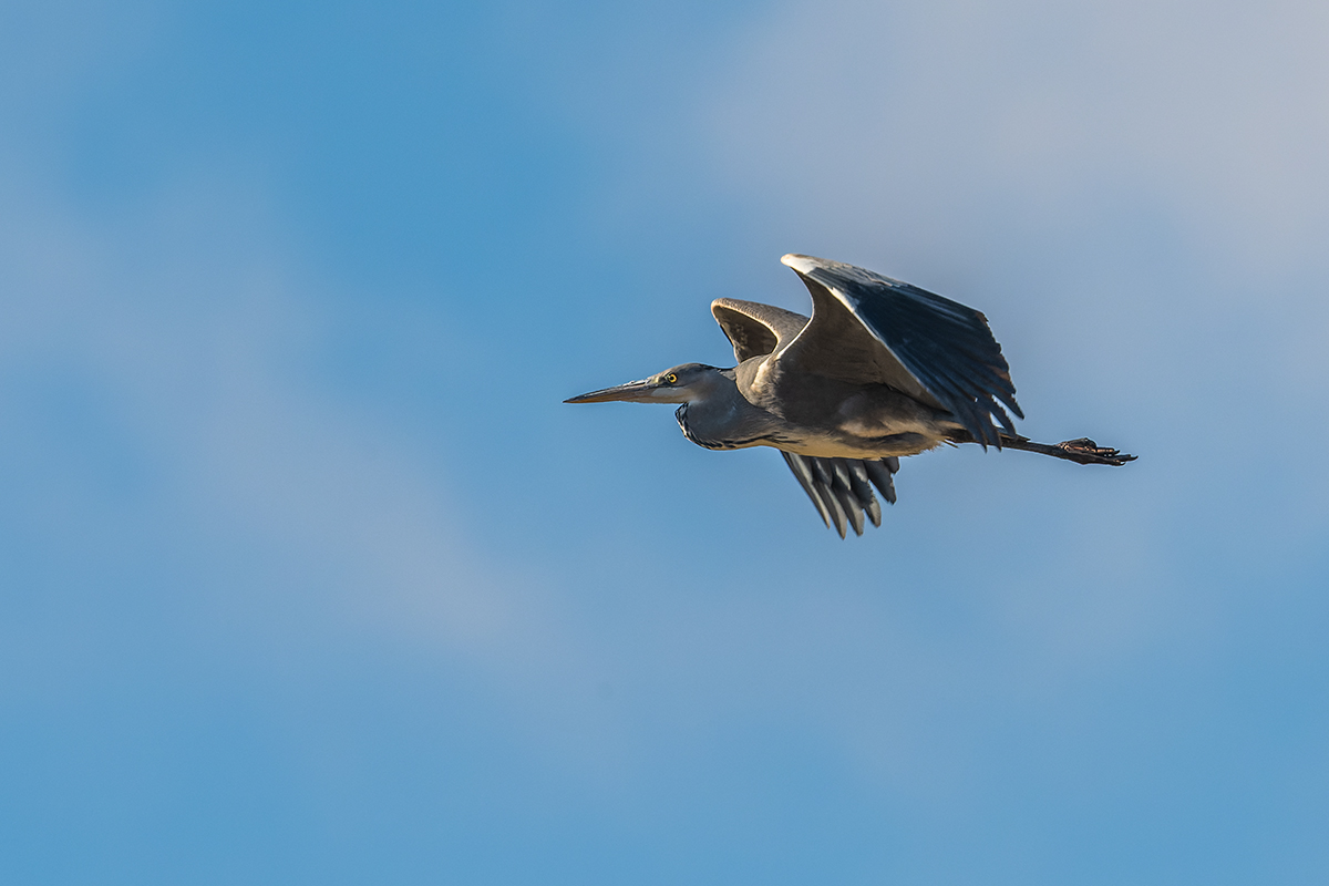 20220118_D850_1644_DxONF.jpg