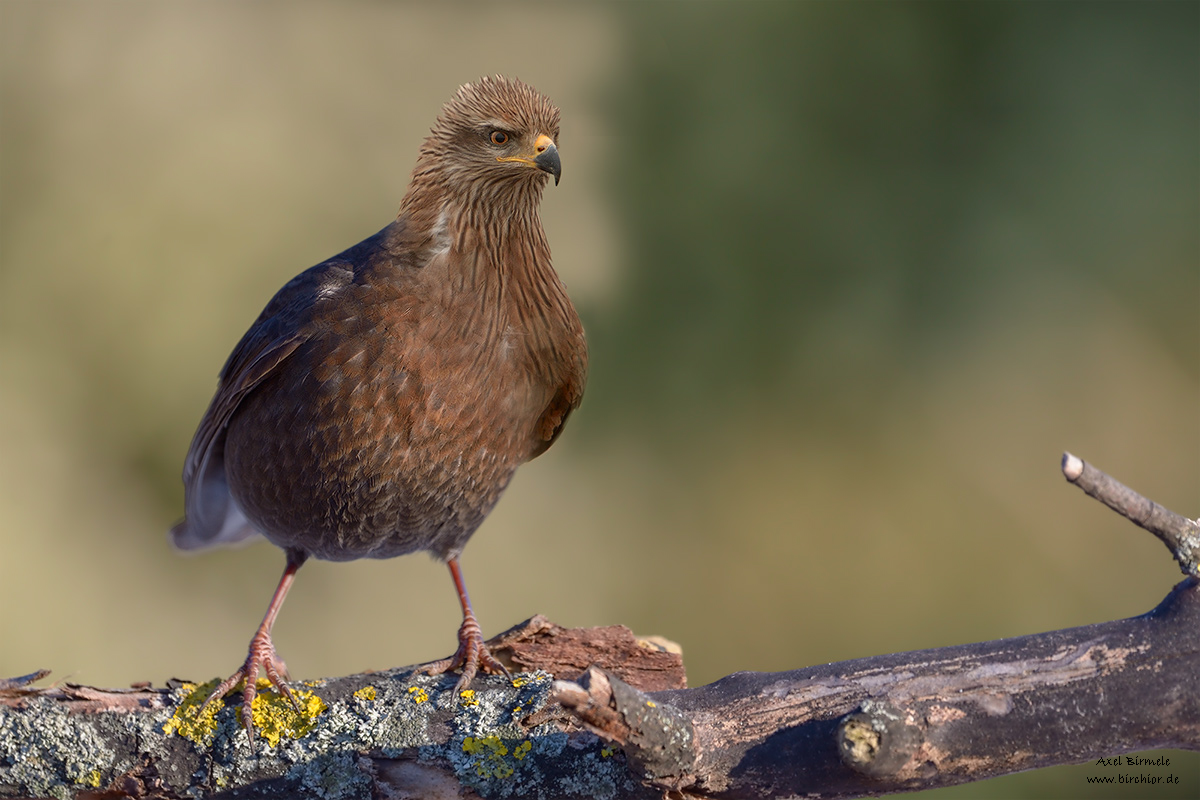 tordus-merula-milvus-migrans_1200Px.jpg