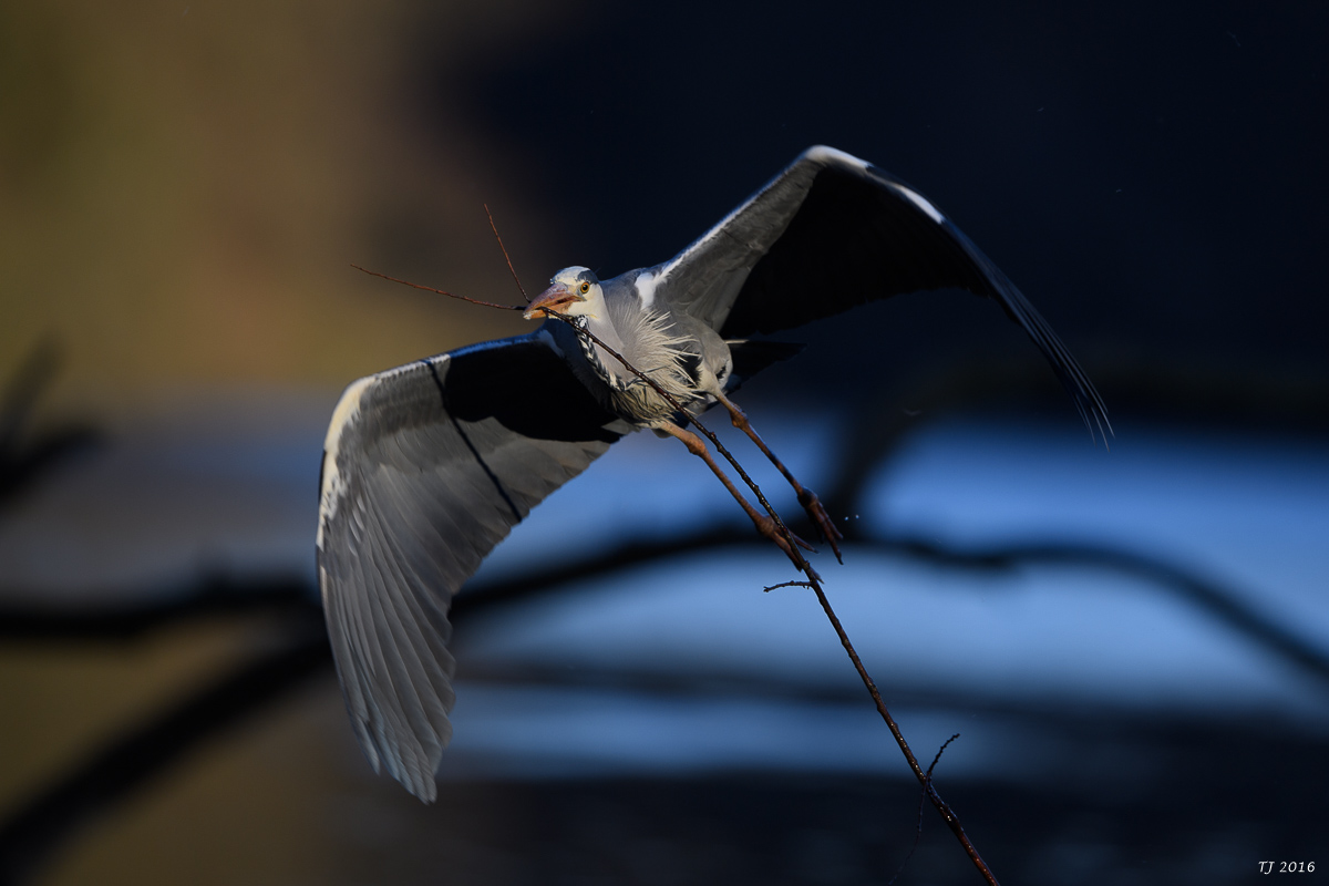 DSC_0288.jpg