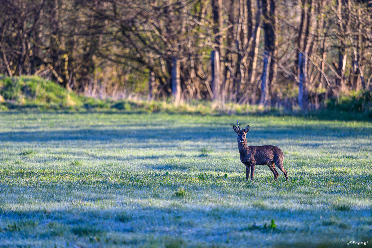 DSC_1903.jpg