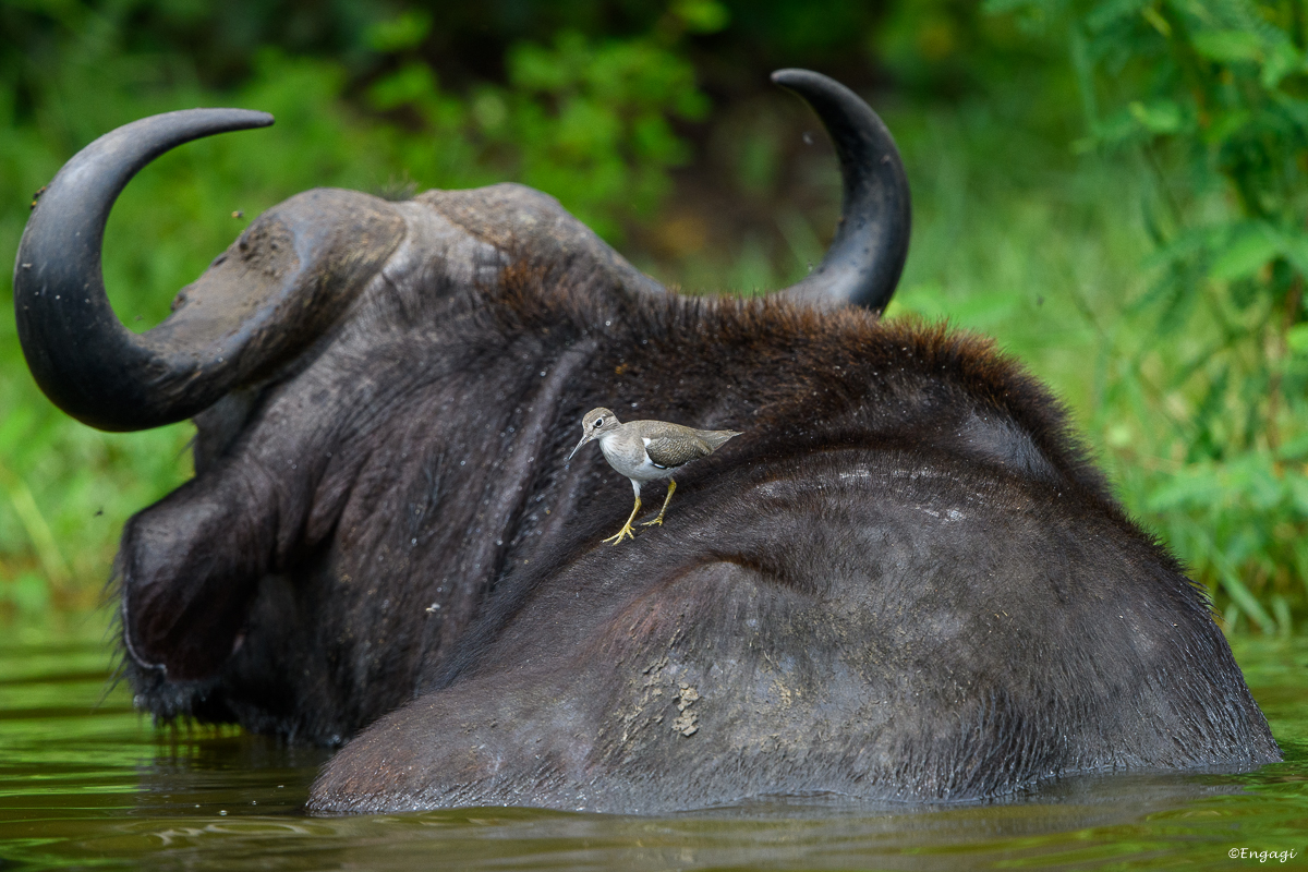 Uganda%202368.jpg