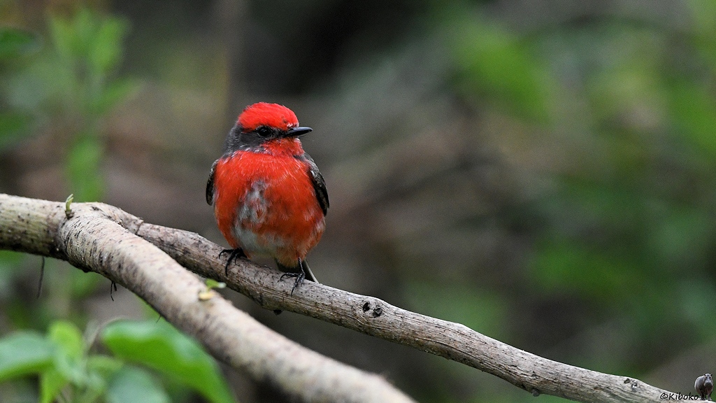 Kleiner rot Vogel mit schwarzem Rücken