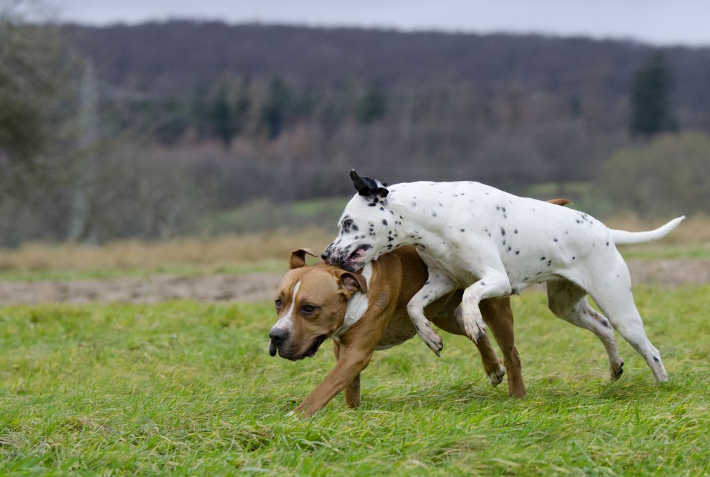 16247159542_cf59294885_b.jpg