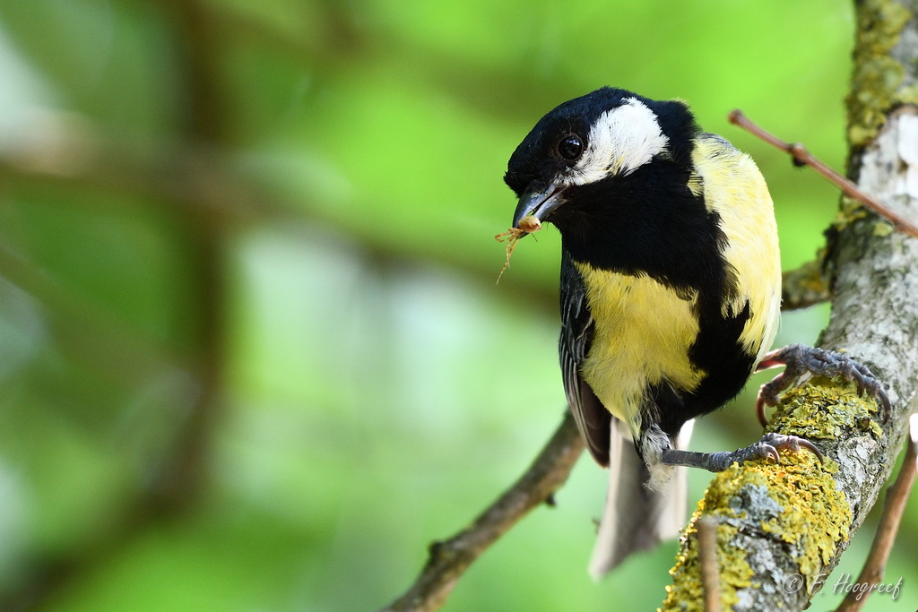 36185840334_0e0c8461b1_o.jpg