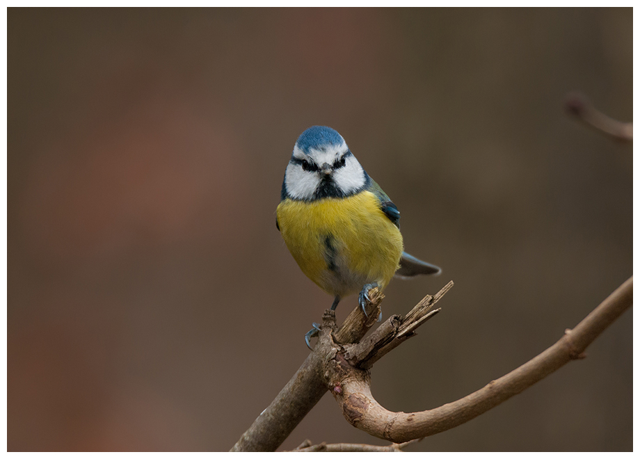 Blaumeise007.jpg