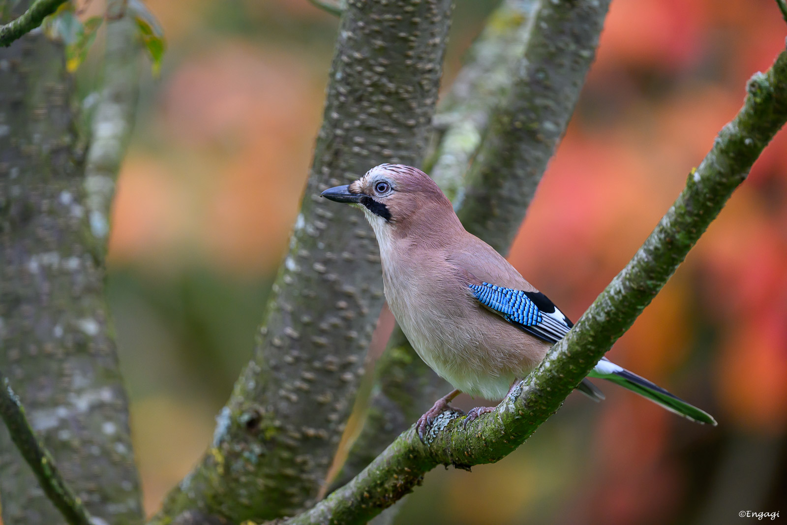DSC_2863.jpg