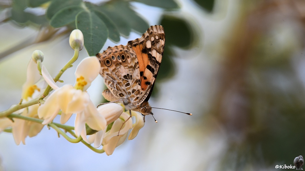 Das Bild zeigt einen orange-braun-weiß gesprenkelten Schmetterling auf einer weißen Blüte.