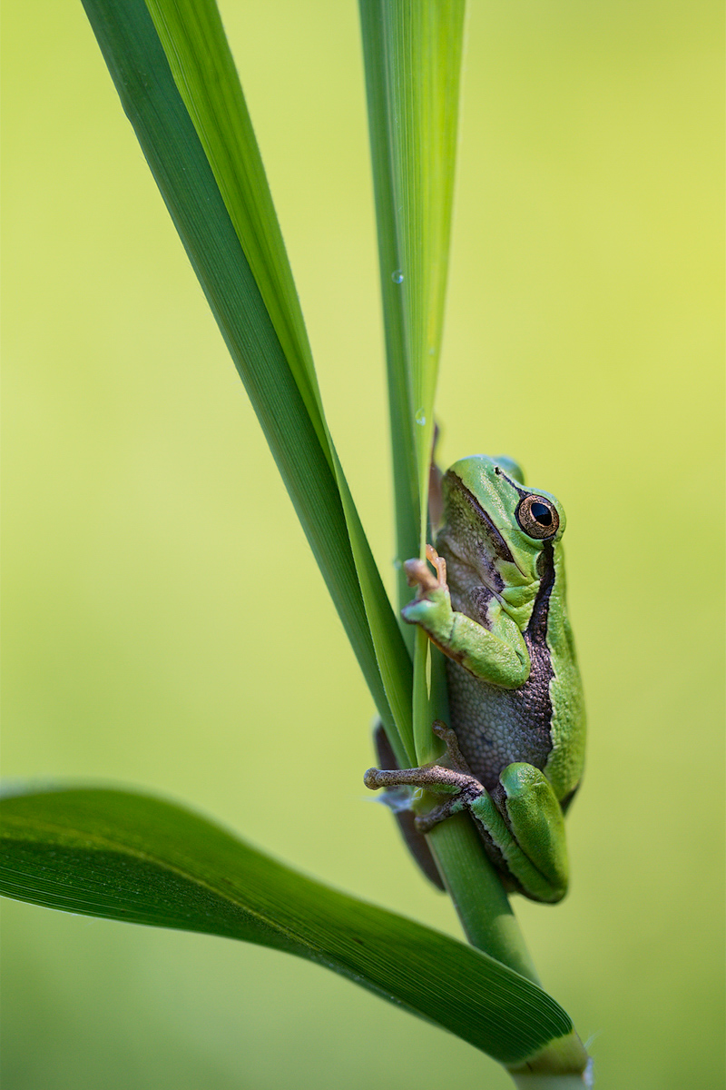 17_Laubfrosch.jpg