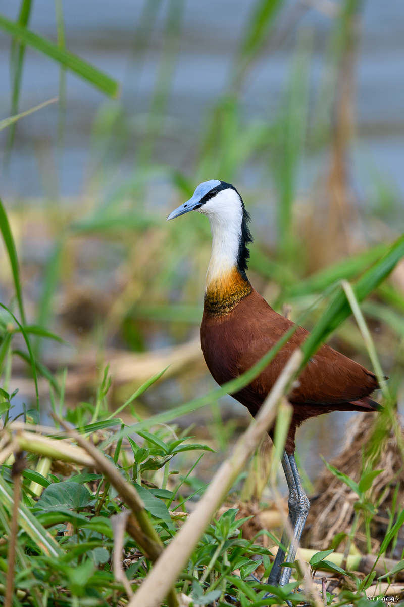Uganda%201062.jpg