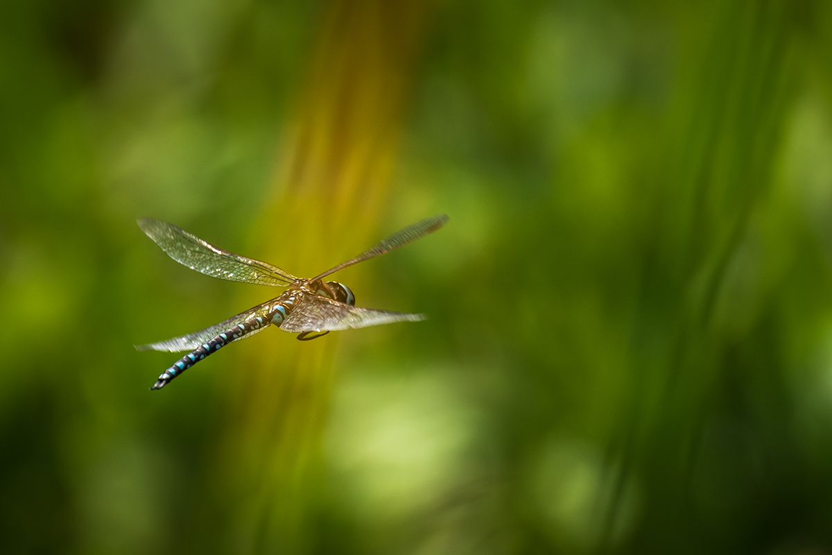 20210813_D850_0740NF.jpg