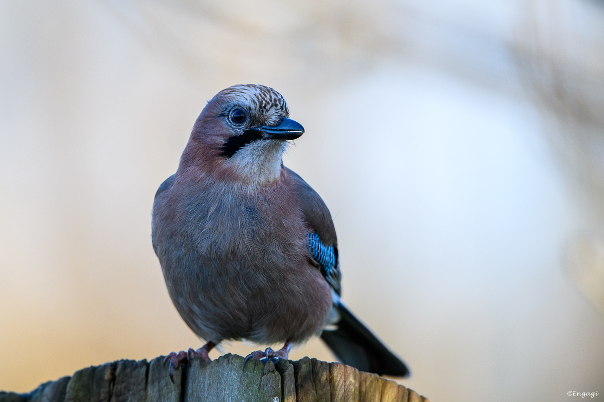 DSC_7911.jpg