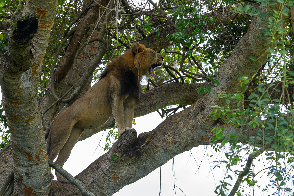 Uganda%201802.jpg