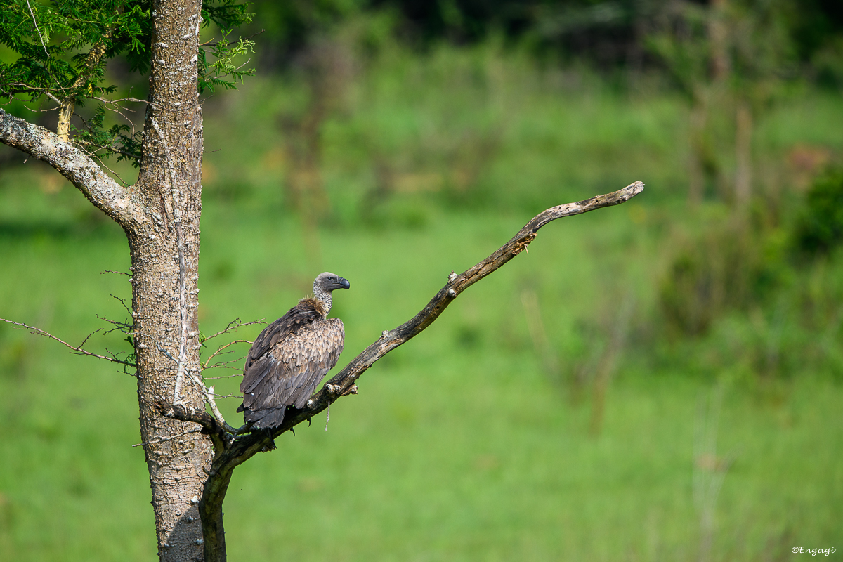 Uganda%202595.jpg