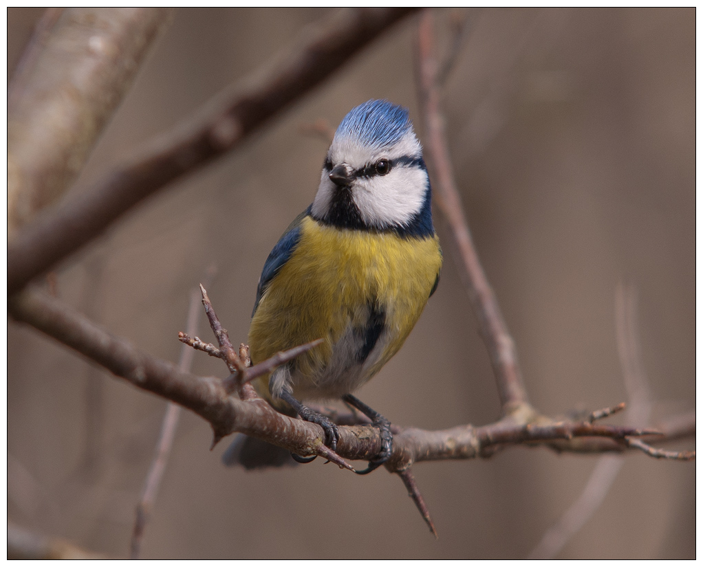 Blaumeise001.jpg