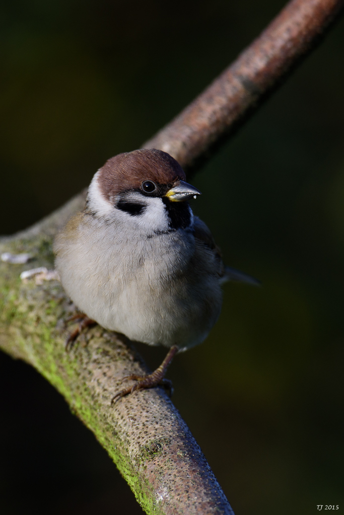DSC_1271.jpg