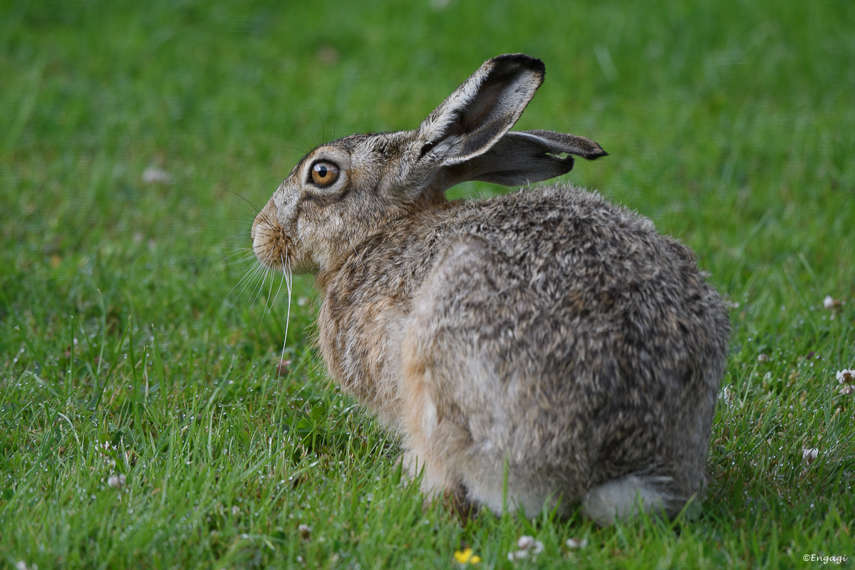 DSC_1338.jpg