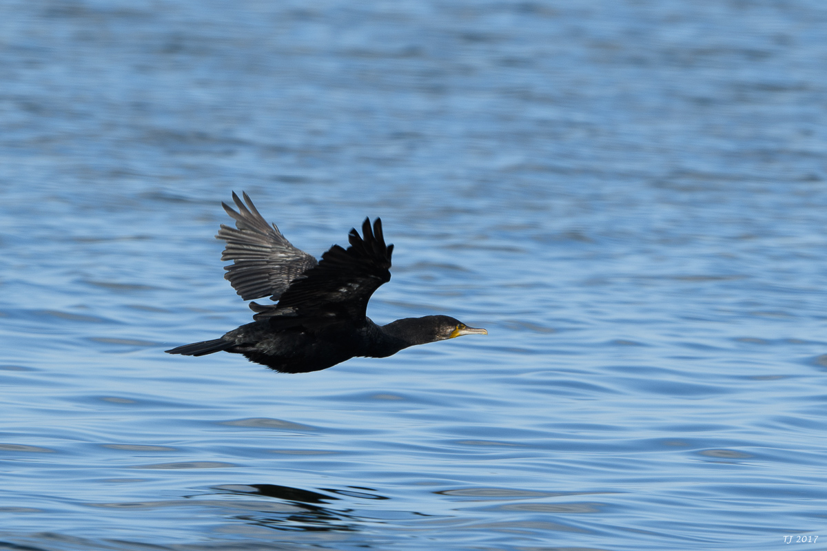 DSC_2602.jpg