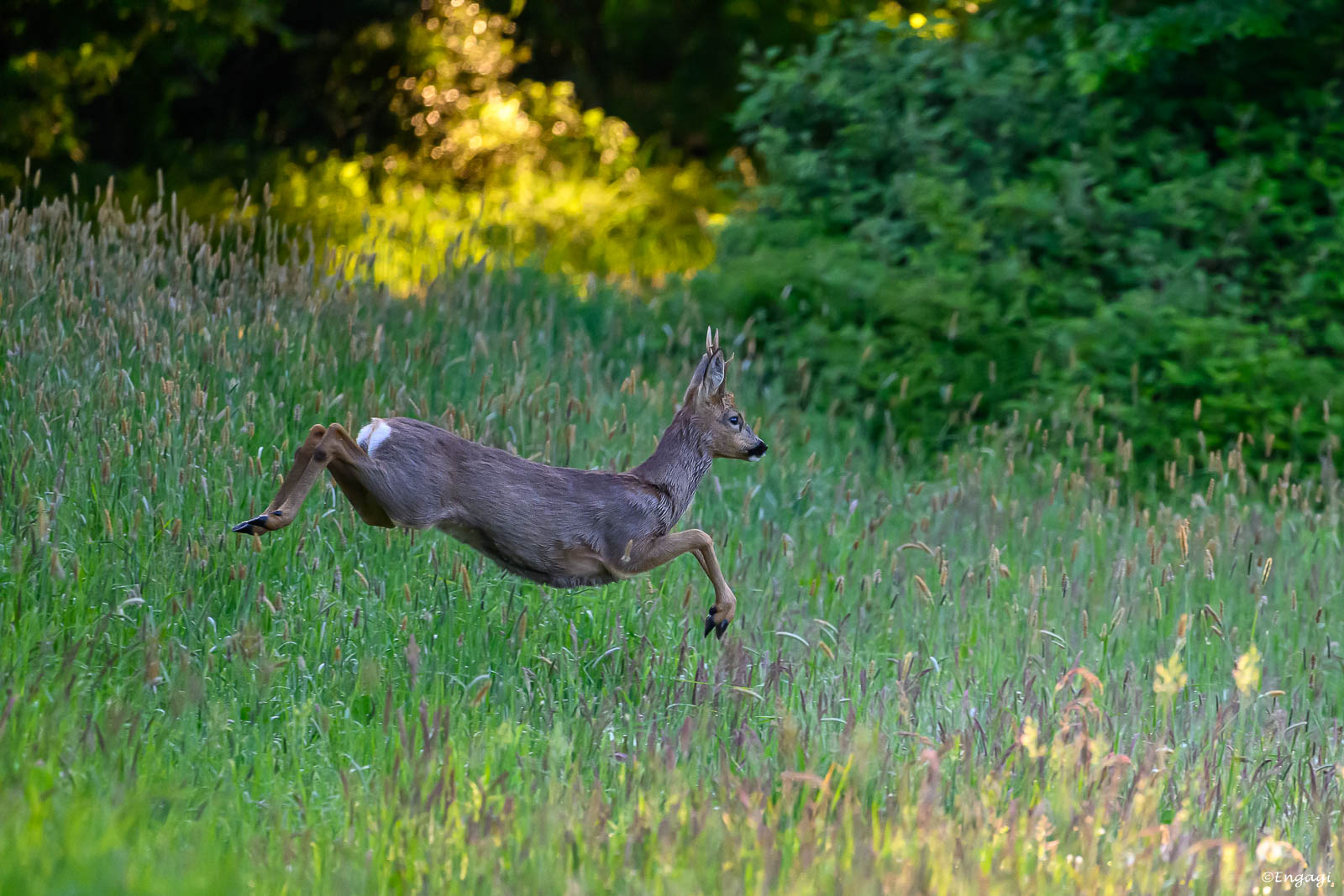 DSC_3808a.jpg