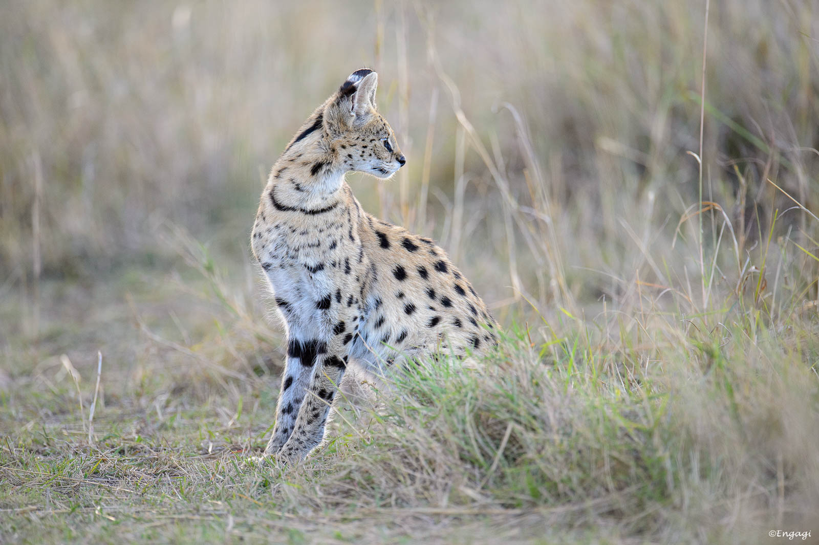 Serval%20323.jpg