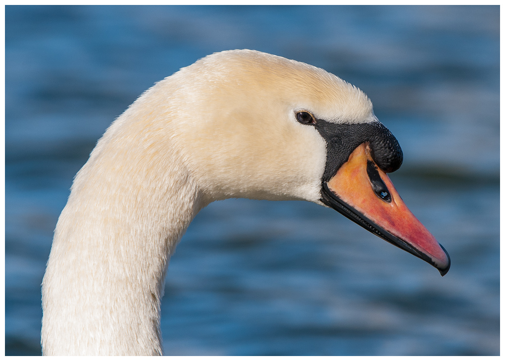 Schwan006.jpg