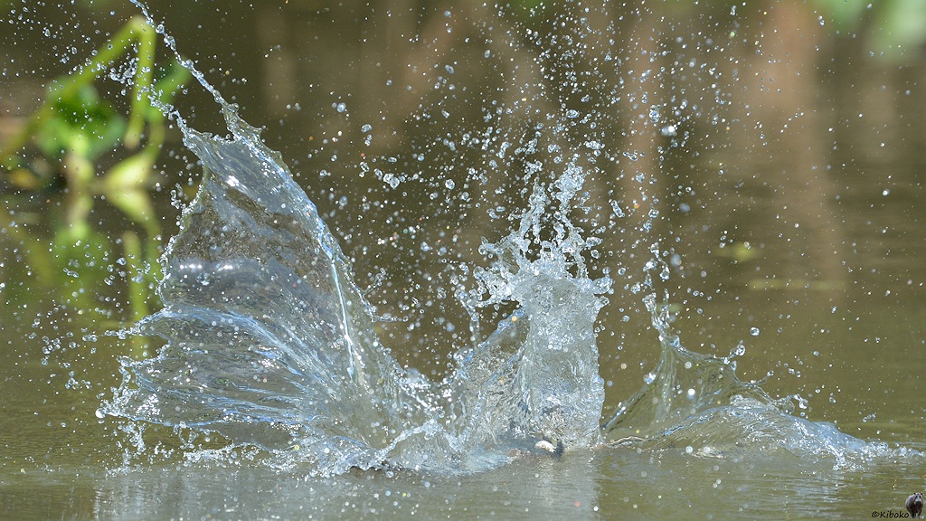Das Wasser spitzt immer noch. Der Rotbauchfischer ist dahinter am Auftauchen