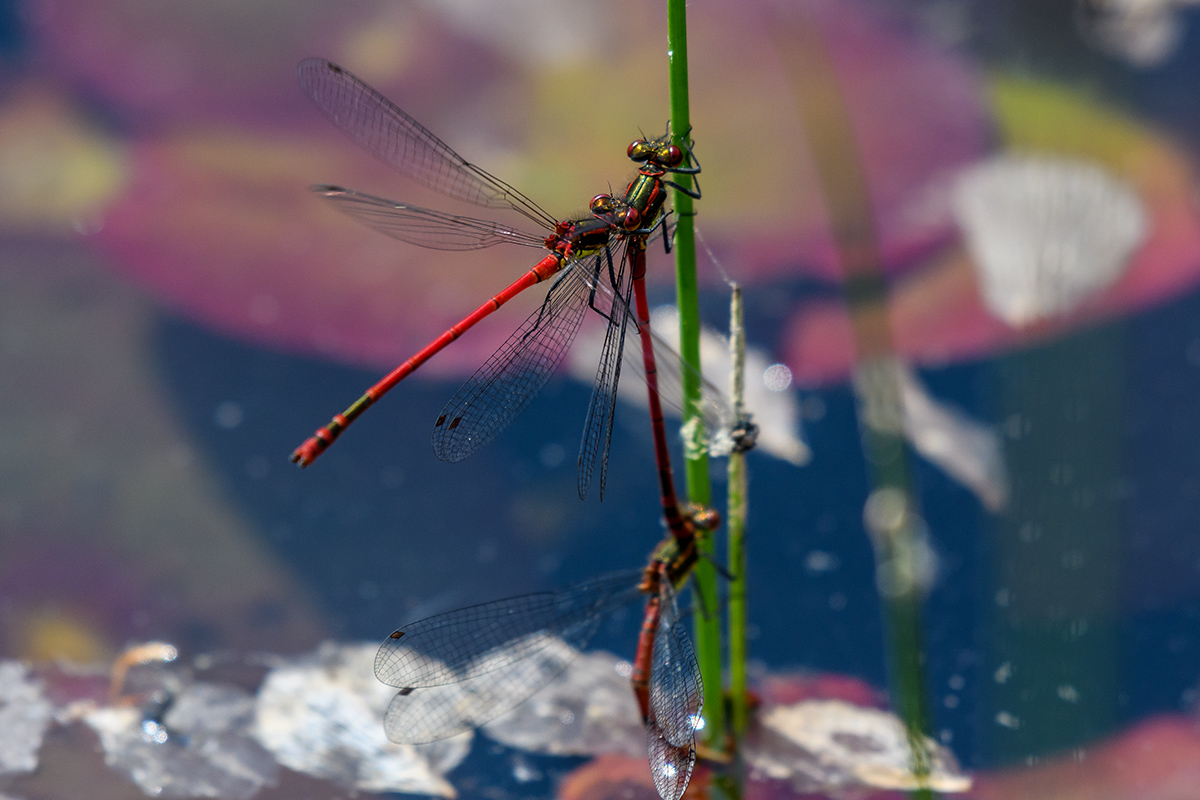 20180503_D500_0145NF.jpg
