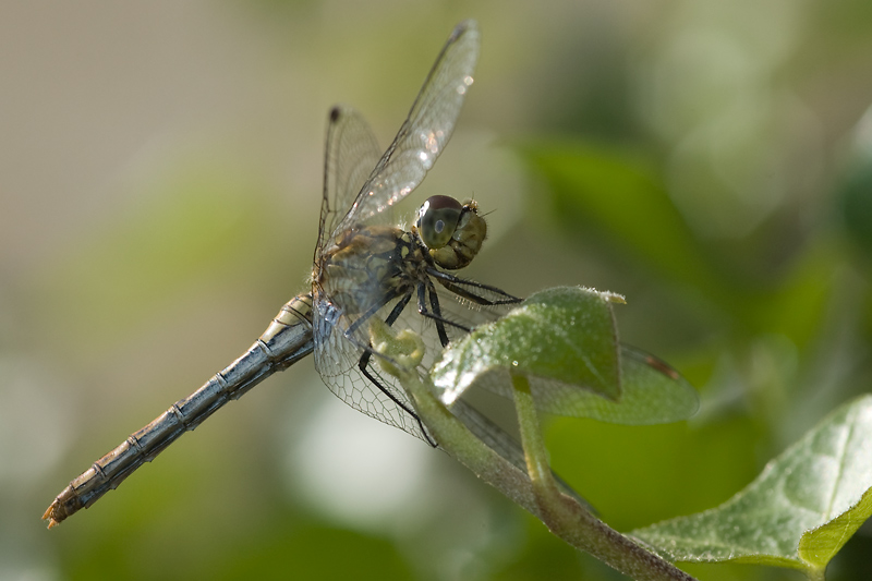 DSC_4891.jpg
