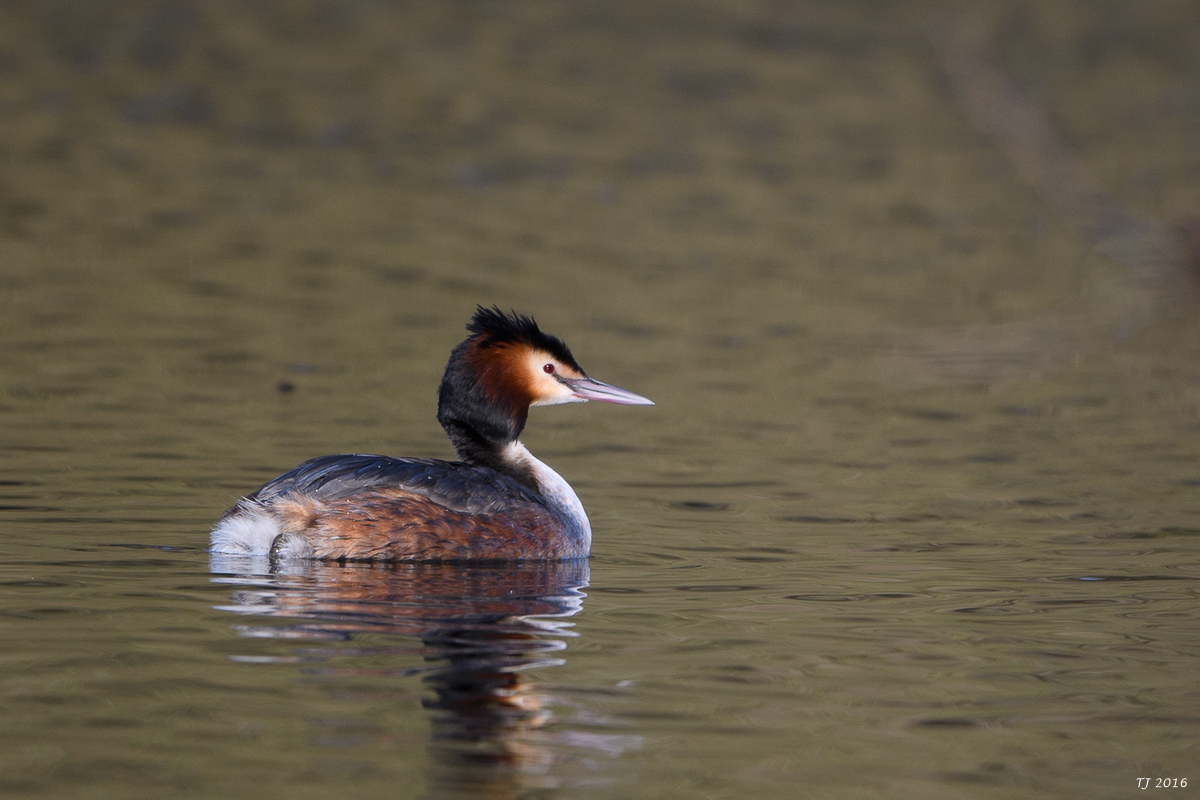 DSC_0617.jpg